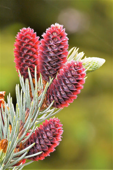Grow Your Own CHRISTMAS TREE - Colorado Blue Spruce ( Picea Pungens Glauca ) Gift Packet of Tree Seeds